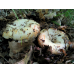 Мицелий Груздя настоящего / Груздь сырой (Lactarius resimus)